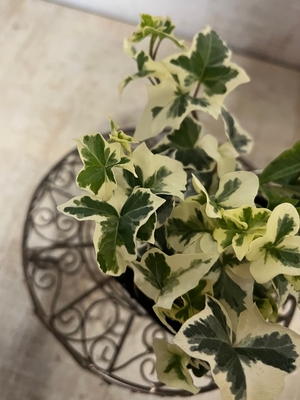 フィロデンドロン クエルシフォリウム 【現品】 | グリーンホビー