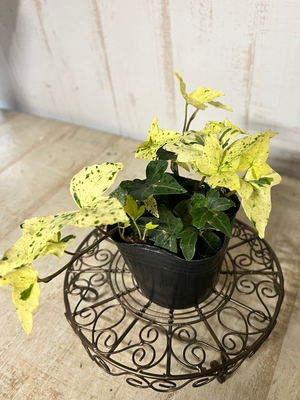 アグラオネマ ピクタム トリカラー アンダマン | グリーンホビー