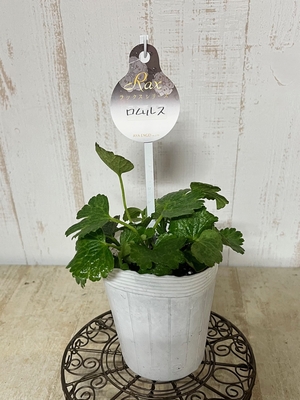 新品種　ラナンキュラス　ラックス　ロムルス（個体差あり）