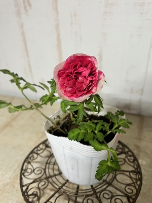 八重アネモネポルト　ダブルピンク