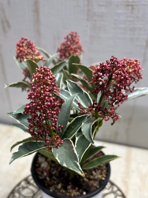 斑入りスキミア　レッド