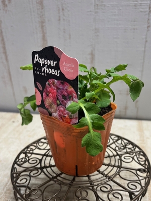 ポピー 天使の歌声（アンティークピンク系色幅あり）