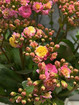 グラデーションカランコエ　メイリーブーケ 5号鉢（イエローからピンクへ日々色が変わります）