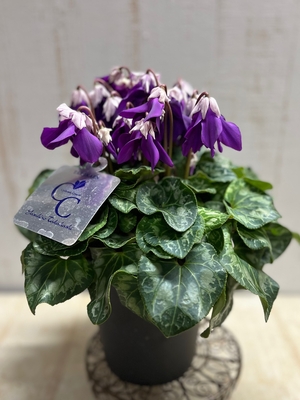 レア）シクラメン冬化粧５寸　現物