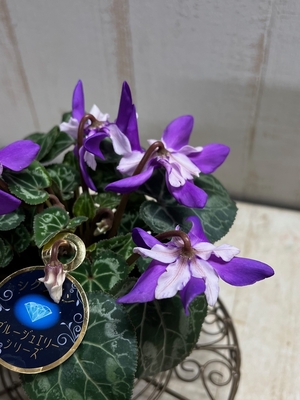 レア）シクラメン　ブルージュエルシリーズ　現物B