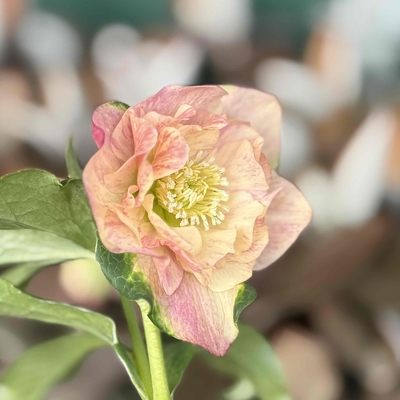 絞り　ウインターシンフォニー【ws3】