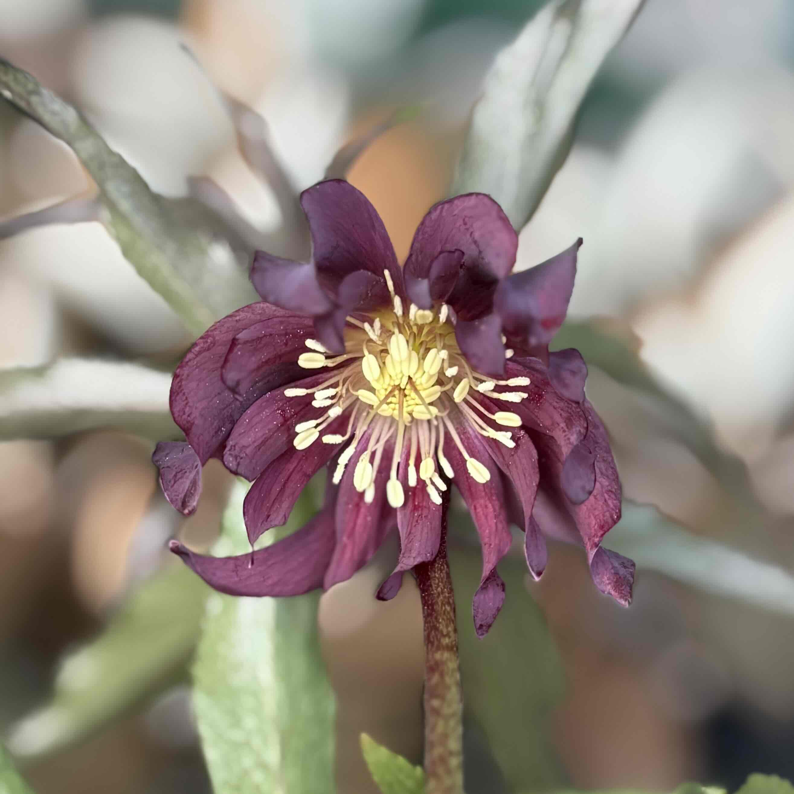 HEXE（ヘックス） ウインターシンフォニー【ws4】 | グリーンホビー