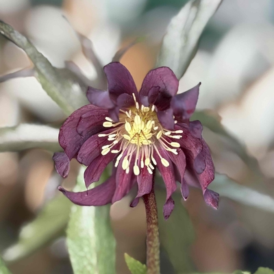 HEXE（ヘックス）　ウインターシンフォニー【ws4】