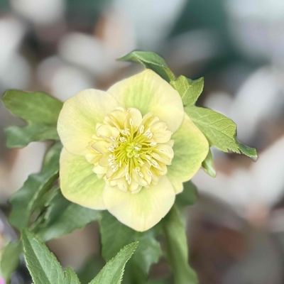 ウインターシンフォニーsdオーレア系グリーン＆クリーム【ws11】