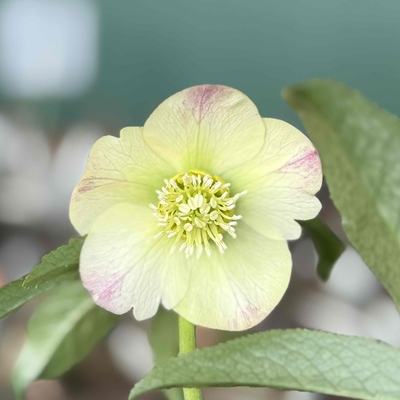 ウインターシンフォニーフネンddソフトグリーン５弁エッジペールピンクベイン【ws14】