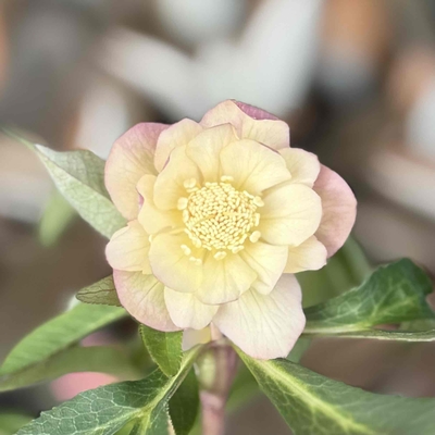 ウインターシンフォニーddオーレア外弁ソフトアプリコット【ws16】