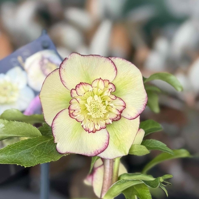 ウインターシンフォニーパステルグリーンsdレッドピコティ梨のお花のように美しい【ws8】