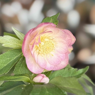 ウインターシンフォニーddオーレアエッジピンクベイングラデーション【ws17】