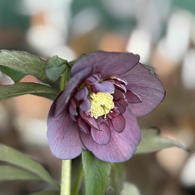 ウインターシンフォニーラージsdダークパープル【ws23】