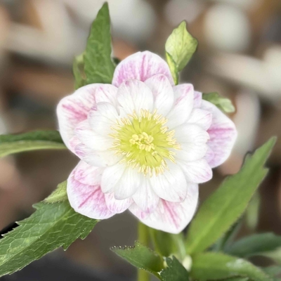 ウインターシンフォニー外5弁ピンクベインエッジヌケ【ws24】