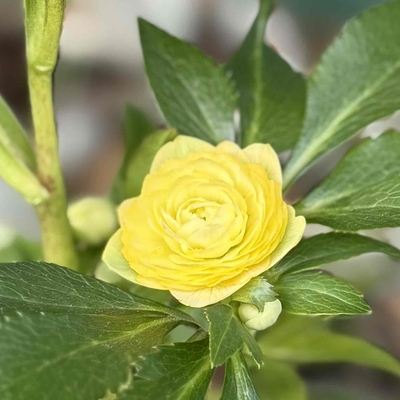 ウインターシンフォニー超絶多弁と多弁dd咲き分け？（力がつけば殆ど超絶多弁になると思います）【ws25】