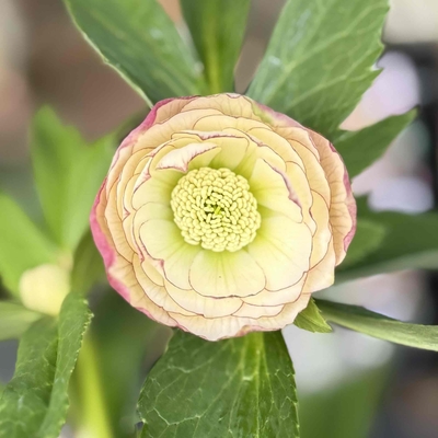 ウインターシンフォニーdd多弁系リンゴちゃん【ws27】