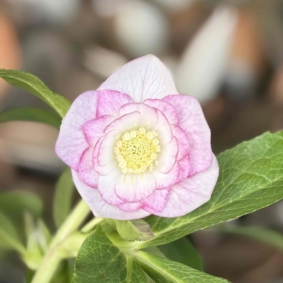 ウインターシンフォニーddピンクの羽衣ベインホワイトオーレア系【ws28】