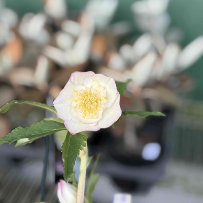 ウインターシンフォニー【ws29】