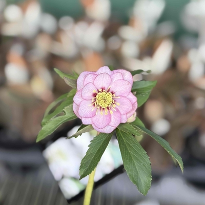 ウインターシンフォニーdd静系ペールピンク【ws30】