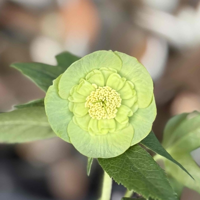 ウインターシンフォニーsdパステルグリーングラデーション【ws31】