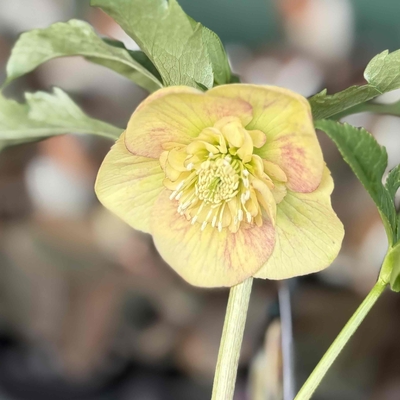 ウインターシンフォニーsdパステルクリームピンクグラデーション【ws35】