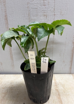 最新交配タグ苗）利休系Lsdゴールドねらい　♂22-892TLsd-G&times;♀19-100sd濃利休【So74】24-864