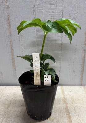 最新交配タグ苗）多弁利休ねらい　♂21-L142Tdd（多弁）w（ホワイト）リップ&times;♀21-L326Tdd（多弁）グリーンリップ【So77】24-L128