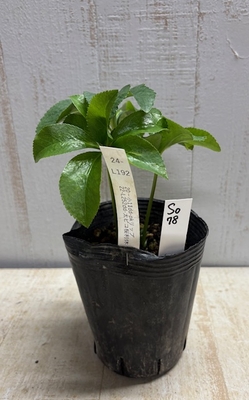 最新交配タグ苗）小輪系桜利休ねらい　♂22-L252dd-太ピコ桜利休&times;♀20-小11dd-pk（ピンク）リップ【So78】24-L192