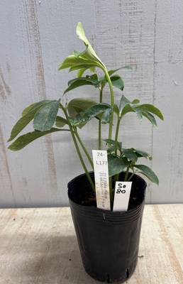 最新交配タグ苗）ハート利休ねらい　♂21-s61dd-ハート?利休&times;♀21-L20dd-内利休【So80】24-L177