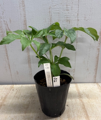 最新交配タグ苗）多弁パステル系利休ねらい　♂22-L142Tdd-wリップ&times;♀22-L286dd-かすり利休(T)【So81】24-L89