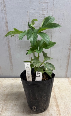 最新交配タグ苗）濃いsd利休ねらい　♂19-100sd濃利休&times;♀22-L41sd利休【So82】24-L66