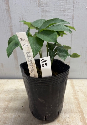 最新交配タグ苗）多弁一茶ねらい　♂20-J5dd-gr白抜ピコVG（良型）&times;♀22-J27Tdd-ライムgr(一茶)【So83】24-J18