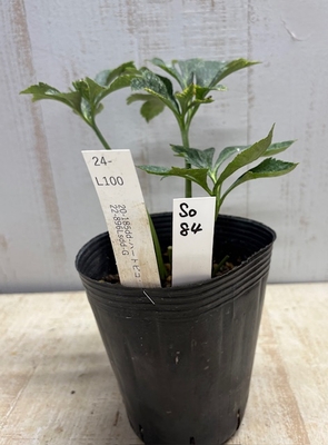 最新交配タグ苗）ラージ多弁セミダブルねらい　♂22-896Lsdd-G&times;♀20-185dd-ハートピコ【So84】24-L100