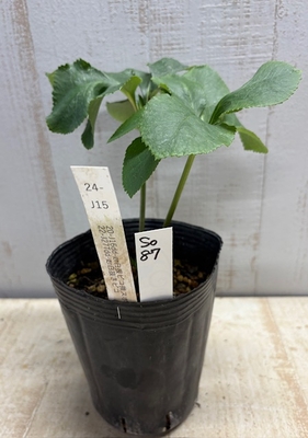 最新交配タグ苗）多弁一茶ねらい　♂22-J27Tdd-gr白抜ピコ&times;♀20-J16dd-gr白抜ピコ微スポットVG【So87】 24-J15