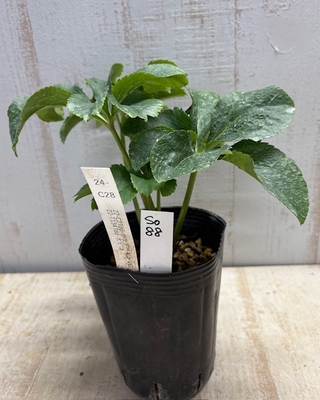 最新交配タグ苗）♂22-T134Tdd-太ピコ&times;♀22-C2Tdd-グラデベイン【So88】24-C28