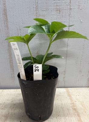 最新交配タグ苗）大輪多弁ねらい　♂22-D64Ddd-pa冬ボタン(T&times;D)&times;♀22-D28Ddd-REV【So89】24-D26