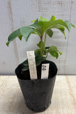 最新交配タグ苗）強ベインねらい　♂21-V2dd-ベインピコ&times;♀21-V1dd-ベインピコ【So90】24-V1