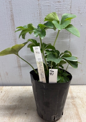 最新交配タグ苗）整形多弁ねらい　♂22-T141Tdd-糸ピコ整形VG10&times;♀21-C37dd-グラデピコ多弁【So91】24-T81