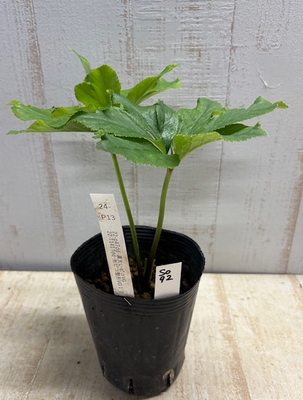 最新交配タグ苗）整形太ピコティねらい　♂22-T141Tdd-糸ピコ整形VG10&times;♀22-p47dd-濃太いピコVG【So92】24-P13