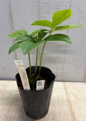 最新交配タグ苗）整形太ピコティねらい　♂22-T141Tdd-糸ピコ整形VG10&times;♀22-p47dd-濃太いピコVG【So93】24-P13