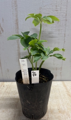 最新交配タグ苗）強ベインねらい　♂21-V2dd-ベインピコ&times;♀21-V1dd-ベインピコ【So94】24-V1