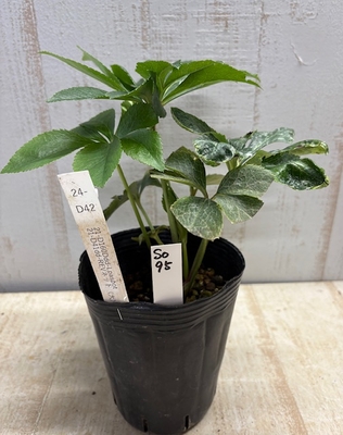 最新交配タグ苗）大輪系　♂21-D41dd-REVネット　(大)&times;♀21-D160Ddd-Lpaspot【So95】24-D42