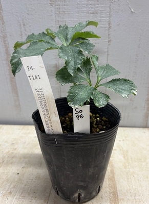 最新交配タグ苗）綾波系フリルピコティ　♂21-P12Tddグラデピコ超多弁&times;♀21-T117Tdd-REVグラデベイン【So96】24-T141