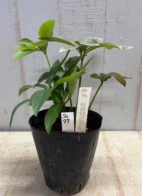 最新交配タグ苗）整形多弁平広花弁　♂22-T46Tdd-広平ピコVG&times;♀22-Tdd-REVピコ7【So97】24-T9