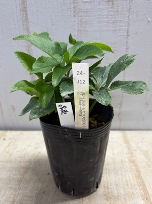 最新交配タグ苗）一茶系　♂22-J15dd-一茶VG&times;♀DD-J16dd-白ピコ丸SPOT【So98】 24-J12