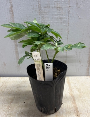 最新交配タグ苗）香り　♂22-71DD-ライムW(K&times;T)&times;♀22-K31dd-ライムピコ香【So99】24-k24