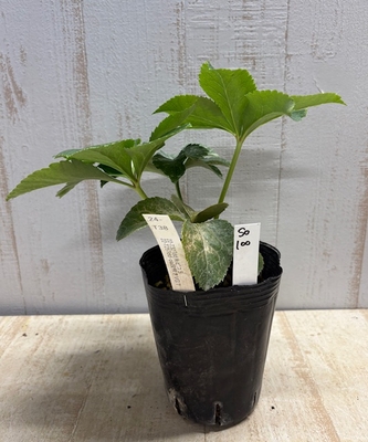 最新交配タグ苗）整形多弁段咲き　♂22-T25Tdd-pa段咲きVG7&times;♀22-T32Tdd糸ピコ5【So100】 24-T38