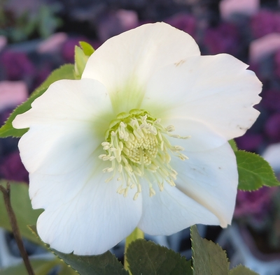 野田の力　ホワイト【No1】