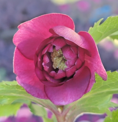 野田の宝赤dd【No3】